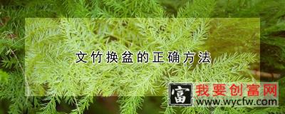 文竹换盆的正确方法