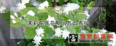 茉莉花开花期间怎么养护