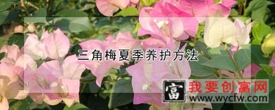 三角梅夏季养护方法