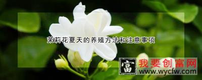 茉莉花夏天的<a href=https://www.wycfw.com/e/tags/?tagid=63 target=_blank class=infotextkey><a href=https://www.wycfw.com/yangzhi/ target=_blank class=infotextkey>养殖</a></a>方法和注意事项