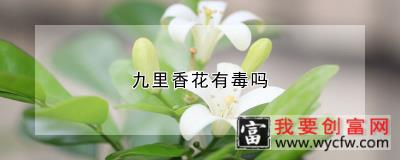 九里香花有毒吗