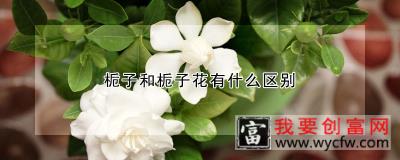 栀子和栀子花有什么区别