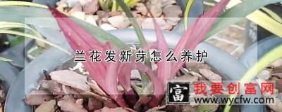 兰花发新芽怎么养护