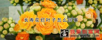 长寿花烂叶子怎么回事