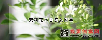 茉莉花不香怎么回事