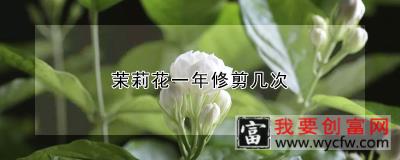 茉莉花一年修剪几次