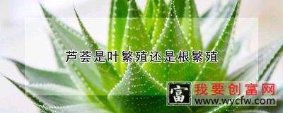 芦荟是叶繁殖还是根繁殖