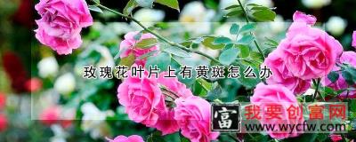 玫瑰花叶片上有黄斑怎么办