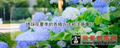 绣球花夏季的<a href=https://www.wycfw.com/e/tags/?tagid=63 target=_blank class=infotextkey><a href=https://www.wycfw.com/yangzhi/ target=_blank class=infotextkey>养殖</a></a>方法和注意事项