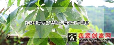 发财树养殖方法和注意事项有哪些