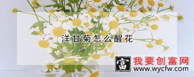 洋甘菊怎么醒花