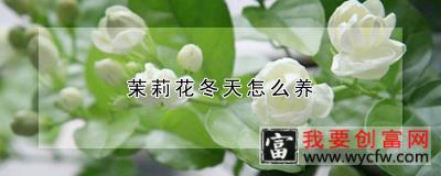 茉莉花冬天怎么养