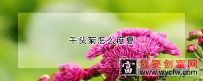 千头菊怎么度夏