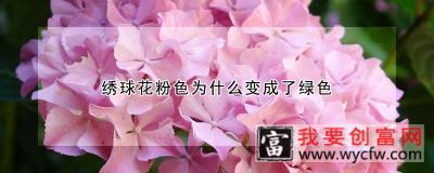 绣球花粉色为什么变成了绿色