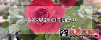 月季夏季施肥时间和方法