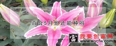 百合5月份还能种吗