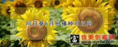 向日葵6月份播种可以吗