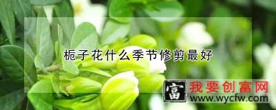 栀子花什么季节修剪最好