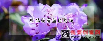 杜鹃花有蓝色的吗