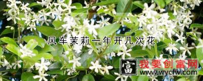 风车茉莉一年开几次花