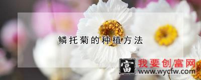 鳞托菊的<a href=https://www.wycfw.com/e/tags/?tagid=232 target=_blank class=infotextkey>种植方法</a>