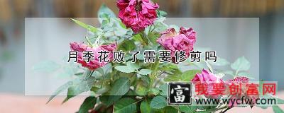 月季花败了需要修剪吗