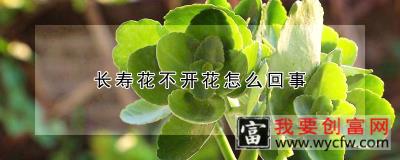 长寿花不开花怎么回事