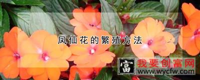 凤仙花的繁殖方法