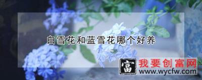 白雪花和蓝雪花哪个好养