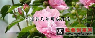 木槿养几年可以开花