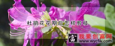 杜鹃花花期后怎样剪枝