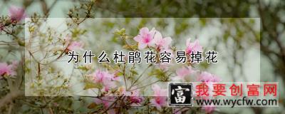 为什么杜鹃花容易掉花