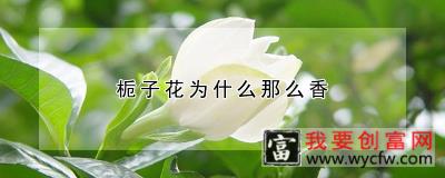 栀子花为什么那么香