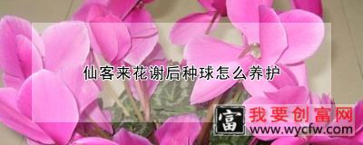 仙客来花谢后种球怎么养护