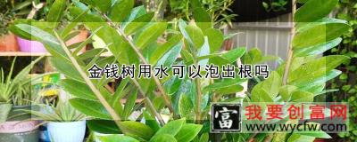 金钱树用水可以泡出根吗