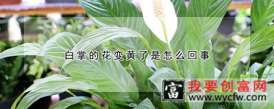 白掌的花变黄了是怎么回事