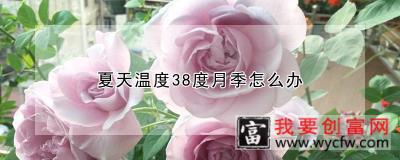 夏天温度38度月季怎么办