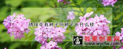 绣球花有种子吗种子长什么样