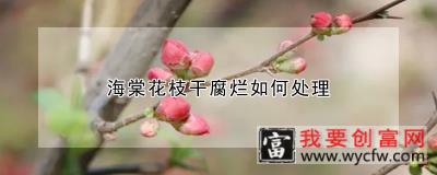 海棠花枝干腐烂如何处理