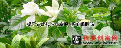 栀子花能放在卧室吗 影响睡眠吗