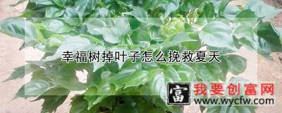 幸福树掉叶子怎么挽救夏天