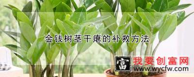 金钱树茎干瘪的补救方法