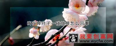 梅花掉叶子一碰就掉怎么回事