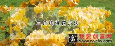 三角梅催花方法