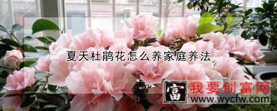 夏天杜鹃花怎么养家庭养法