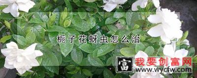 栀子花长蚜虫怎么治