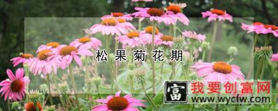 松果菊花期