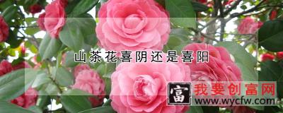 山茶花喜阴还是喜阳