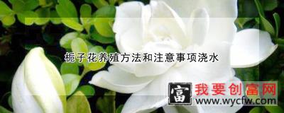 栀子花养殖方法和注意事项浇水