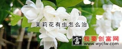 茉莉花有虫怎么治